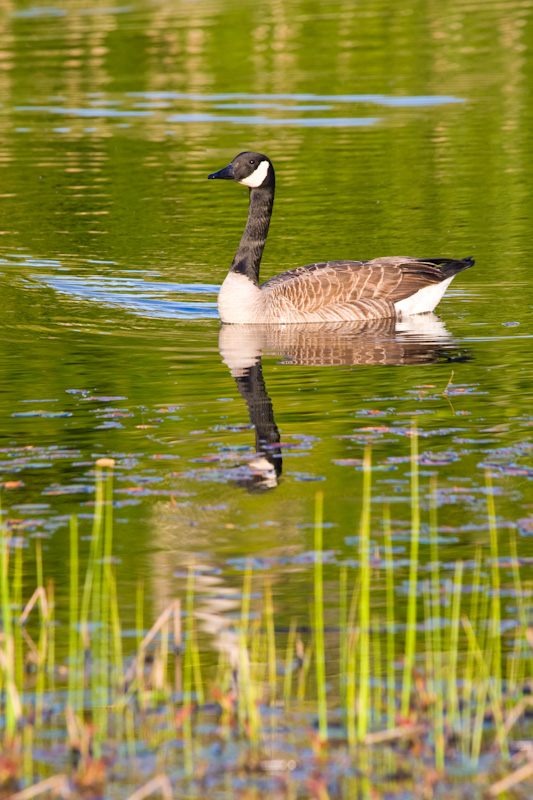 Canadian Goose Reflected In Wetland